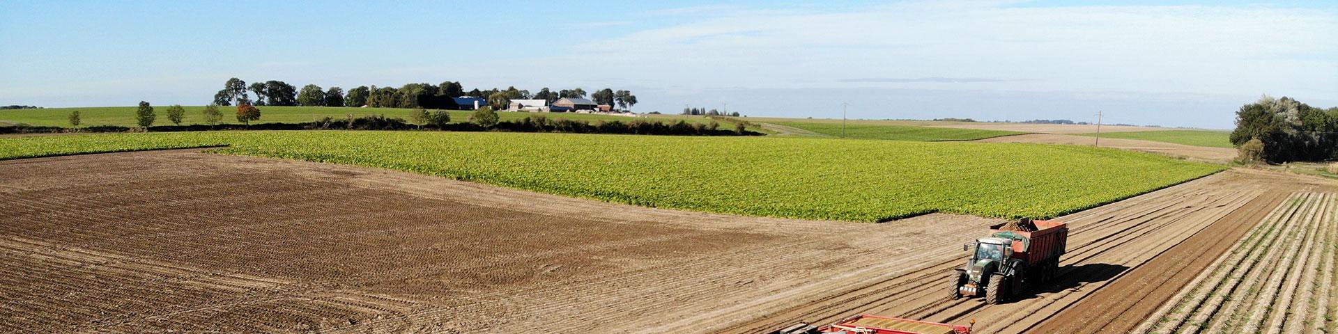 Depuis 1959, la famille AMMEUX cultive en plein cœur de la Picardie