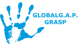 Global grasp