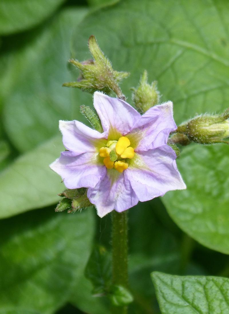 Potato flower purple