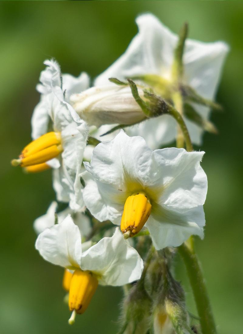 Potato flower white